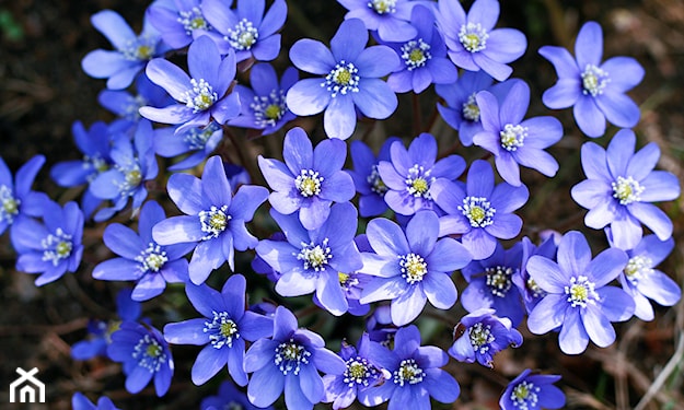 hepatica nobilis