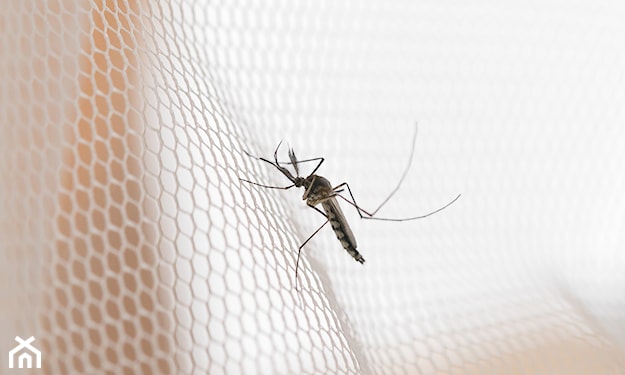 domowe sposoby na komary