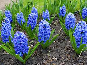 Niebieskie kwiaty w ogrodzie – 24 najpiękniejsze gatunki