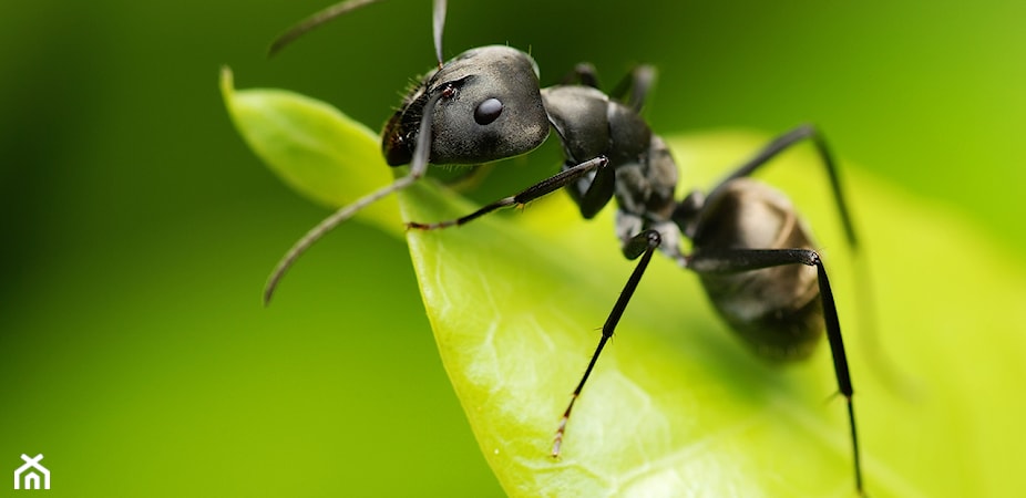 Mrówki w ogrodzie – jak zwalczyć mrówki w ogrodzie? Poznaj skuteczne sposoby