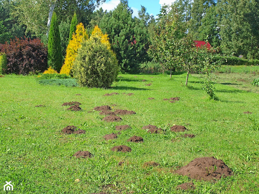 - zdjęcie od Inspiracje Dom i Ogród