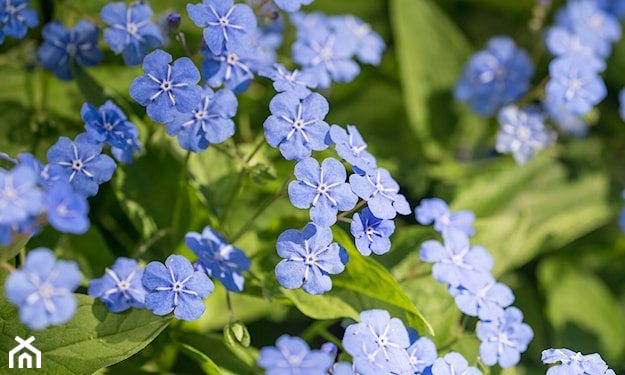 omphalodes verna