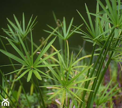 Papirus (cibora) doniczkowy – roślina łatwa w uprawie. Jak pielęgnować papirus?