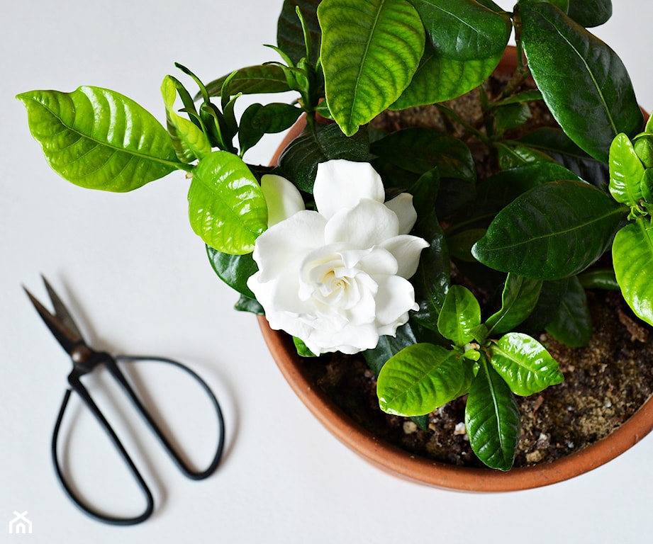 Gardenia, źródło: Maryana Volkova / Shutterstock
