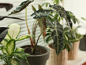 Alokazja amazońska – roślina o dekoracyjnych liściach. Jak pielęgnować  alocasia amazonica?