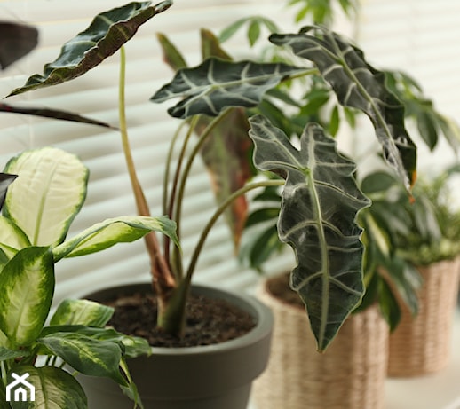Alokazja amazońska – roślina o dekoracyjnych liściach. Jak pielęgnować  alocasia amazonica?