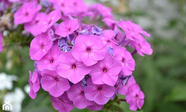 <h2 id="bujny-płomyk">Bujny płomyk</h2>
<p><strong>Płomyki wiechowate</strong>, zwane <strong>floksami</strong> (łac. <strong>Phlox paniculata</strong>) są kolejnymi wieloletnimi kwiatami ogrodowymi o stosunkowo niewielkich wymaganiach pielęgnacyjnych. Niegdyś były bardzo popularne w ogrodach wiejskich, dziś coraz częściej pojawiają się również w bardziej formalnych przestrzeniach zielonych, np. w parkach. Te wysokie (50-120 cm) rośliny wytwarzają sztywne pędy gęsto pokryte liśćmi oraz zakończone ozdobnymi, wiechowatymi kwiatostanami rozwijającymi się od lipca do września. Najbardziej popularne kolory tego gatunku to m.in. biel, róż, fiolet, ale także czerwień i błękit.</p>
<p>Optymalne warunki do rozwoju tej pochodzącej z Ameryki Północnej kwitnącej rośliny wieloletniej jest stanowisko słoneczne o próchniczym i lekko wilgotnym (ale nie mokrym) podłożu. W takim miejscu floksy szybko rozrastają się, tworząc obszerne i kolorowe kępy przez niemal dekadę. Wiosną warto spulchnić ziemię wokół rośliny i posypać ją kompostem, jesienią natomiast usunąć w całości wyschnięte liście i pędy kwiatowe. Ze względu na swoje wymiary nadaje się doskonale do tworzenia rabat kwiatowych lub jako wysokie lub średnie piętro roślinności zarastającej skarpy. Ze względu na całkowitą mrozoodporność nie wymagają okrywania ani przycinania przed zimą.</p>
