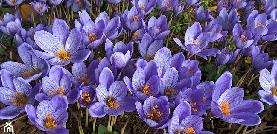 Wiosna w ogrodzie – jakie wykonać prace i jakie kwiaty posadzić?