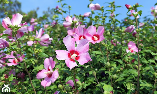 różowy hibiskus