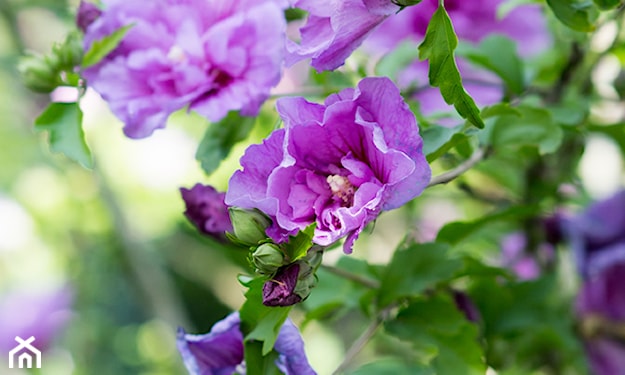 fioletowy hibiskus
