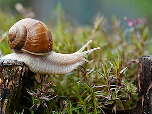 Ślimaki w ogrodzie – jak pozbyć się ślimaków? 5 sposobów