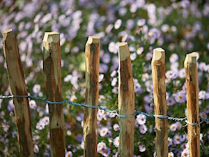 Ogrodzenie z palików leszczynowych - zdjęcie od PlotkiOgrodowe