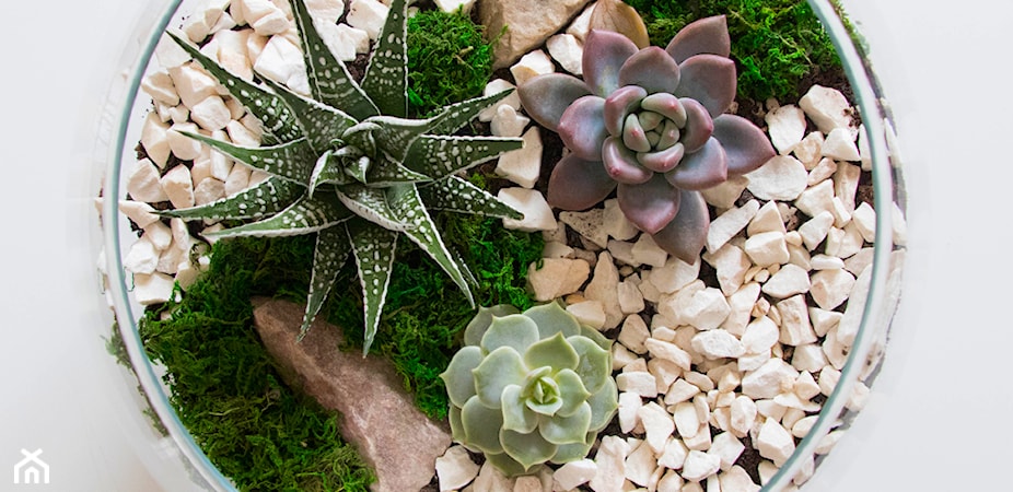 Rośliny i kwiaty w szkle – jakie gatunki sprawdzą się w ogrodzie w szkle?