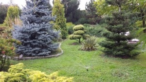 Ogrody - Ogród - zdjęcie od Magic Gardens - Projektowanie i zakładanie ogrodów