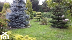 Ogrody - Ogród - zdjęcie od Magic Gardens - Projektowanie i zakładanie ogrodów
