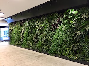 Ściana zieleni w apartamentowcu - zdjęcie od N I K I