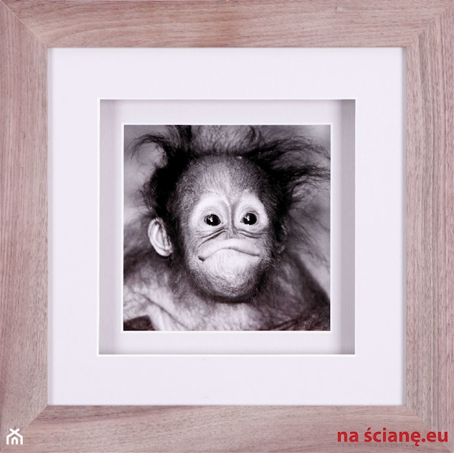 Orangutanek - zdjęcie od Nasciane.eu