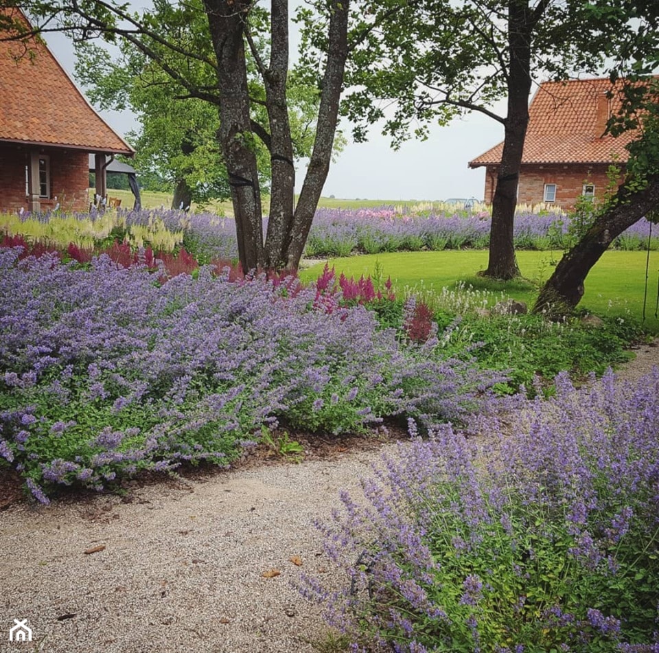 Ogród w lipcu - zdjęcie od Mazurskie Ogrody - Homebook