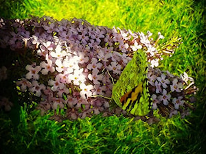 Ogród pełen motyli - zdjęcie od miki2303