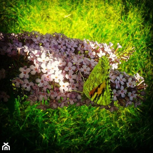 Ogród pełen motyli - zdjęcie od miki2303