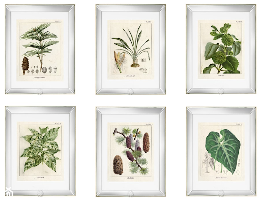 Botanical Illustration - zdjęcie od Wool Wall