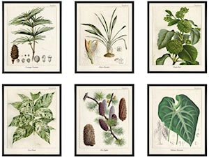 Botanical Illustration - zdjęcie od Wool Wall
