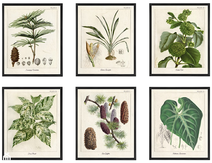 Botanical Illustration - zdjęcie od Wool Wall