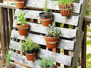 small garden - Taras - zdjęcie od Marzena