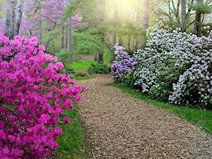 Aleja drzew i kwiatów - zdjęcie od krzewyozdobnenet