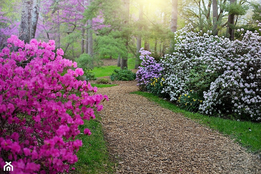 Aleja drzew i kwiatów - zdjęcie od krzewyozdobnenet