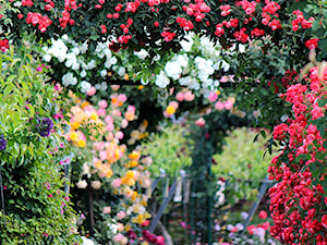Róże w ogrodzie - zdjęcie od krzewyozdobnenet