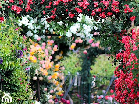 Aranżacje wnętrz - Ogród: Róże w ogrodzie - krzewyozdobnenet. Przeglądaj, dodawaj i zapisuj najlepsze zdjęcia, pomysły i inspiracje designerskie. W bazie mamy już prawie milion fotografii!