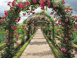 Róże w ogrodzie aleja - zdjęcie od krzewyozdobnenet