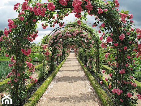 Aranżacje wnętrz - Ogród: Róże w ogrodzie aleja - krzewyozdobnenet. Przeglądaj, dodawaj i zapisuj najlepsze zdjęcia, pomysły i inspiracje designerskie. W bazie mamy już prawie milion fotografii!