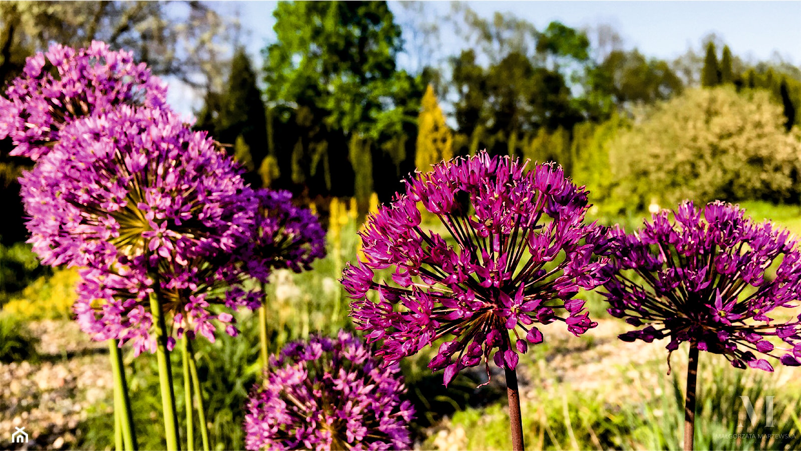 Wiosenne rabaty - Ogród, styl minimalistyczny - zdjęcie od Małgorzata Marzewska - projektowanie ogrodów - Homebook