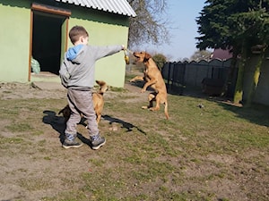 Two dogs, one man - zdjęcie od Zapał3k