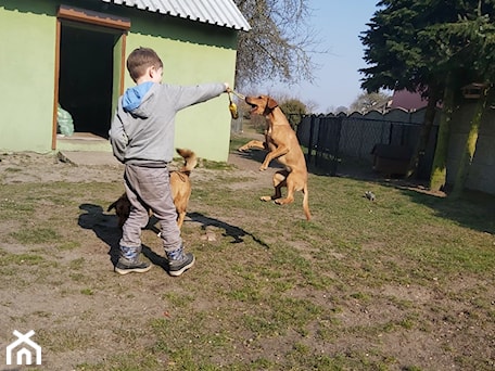 Aranżacje wnętrz - : Two dogs, one man - Zapał3k. Przeglądaj, dodawaj i zapisuj najlepsze zdjęcia, pomysły i inspiracje designerskie. W bazie mamy już prawie milion fotografii!