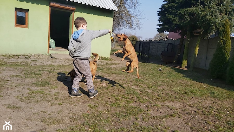 Two dogs, one man - zdjęcie od Zapał3k