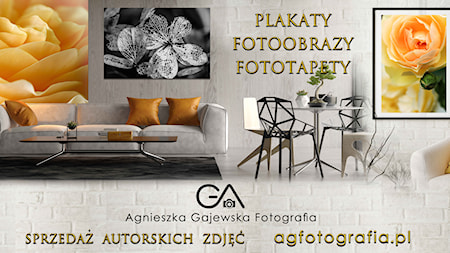 Agnieszka Gajewska Fotografia