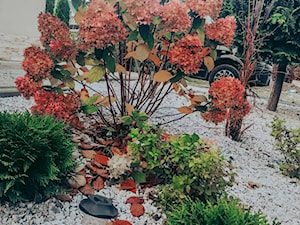 Hortensje jesienią - Ogród - zdjęcie od Pracownia Architektury Krajobrazu Maksymiliana Skrzypczak