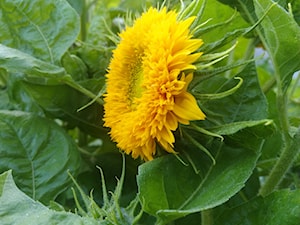 Słonecznik - zdjęcie od Rumoccy