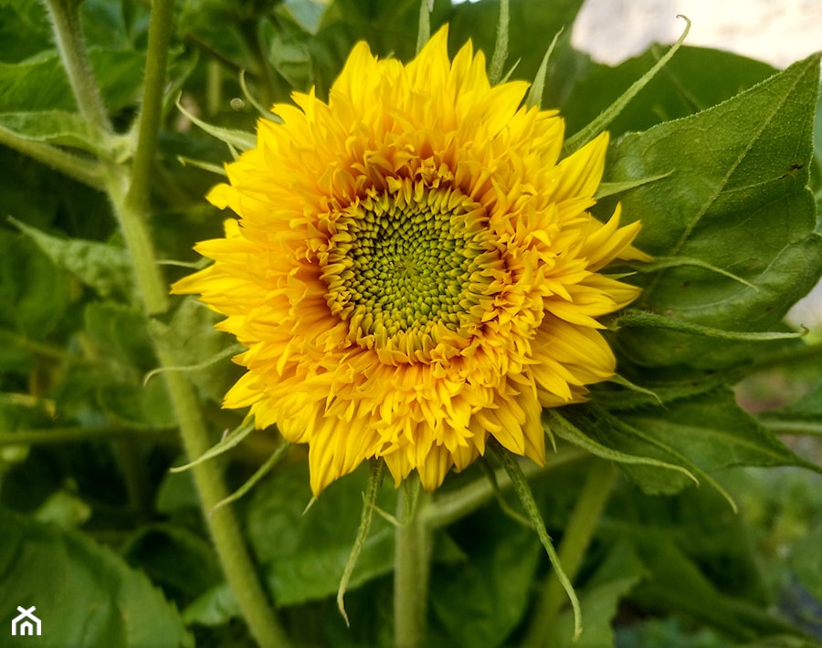 Słonecznik wysoki - zdjęcie od Rumoccy
