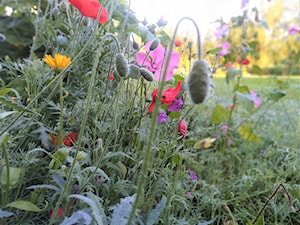 Rabata kwiatowa - zdjęcie od Rumoccy
