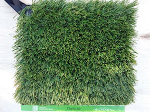 Trawa krajobrazowa Thrill 50mm - zdjęcie od Dywany z trawy