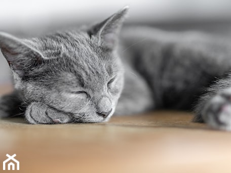 Aranżacje wnętrz - Salon: Kot śpi na drewnianym stoliku w salonie - Wnętrza Zewnętrza Studio. Przeglądaj, dodawaj i zapisuj najlepsze zdjęcia, pomysły i inspiracje designerskie. W bazie mamy już prawie milion fotografii!