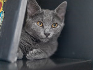 Kot ukryty za obrazem ustawionym na komodzie - zdjęcie od Wnętrza Zewnętrza Studio