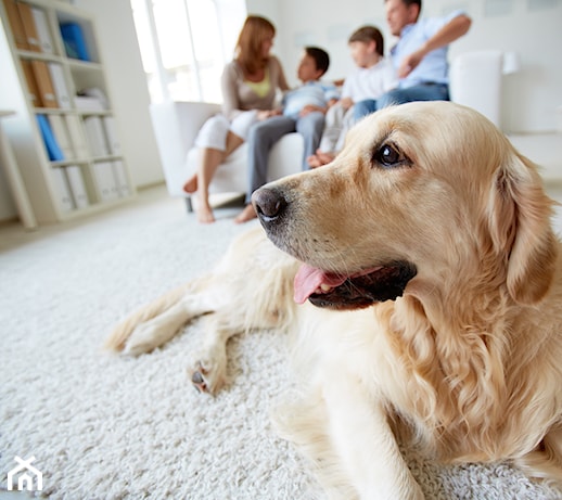 Jak utrzymać czystość w domu, mieszkając z psem i kotem? Przegląd odkurzaczy dla posiadaczy zwierząt 