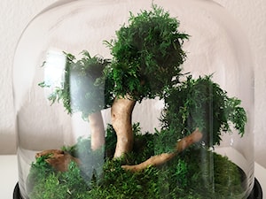 Drzewko Bonsai - zdjęcie od Plantika