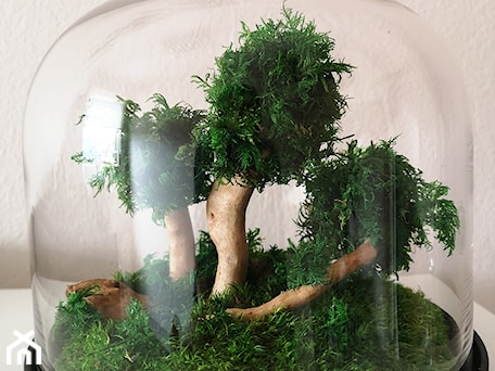 Aranżacje wnętrz - Salon: Drzewko Bonsai - Plantika. Przeglądaj, dodawaj i zapisuj najlepsze zdjęcia, pomysły i inspiracje designerskie. W bazie mamy już prawie milion fotografii!