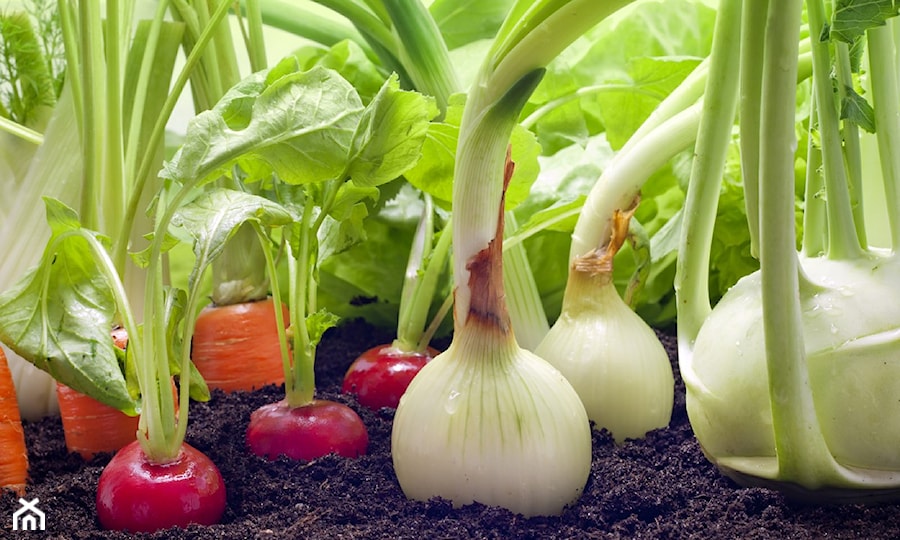 Warzywa - Ogród - zdjęcie od Sklep Świat Kwiatów
